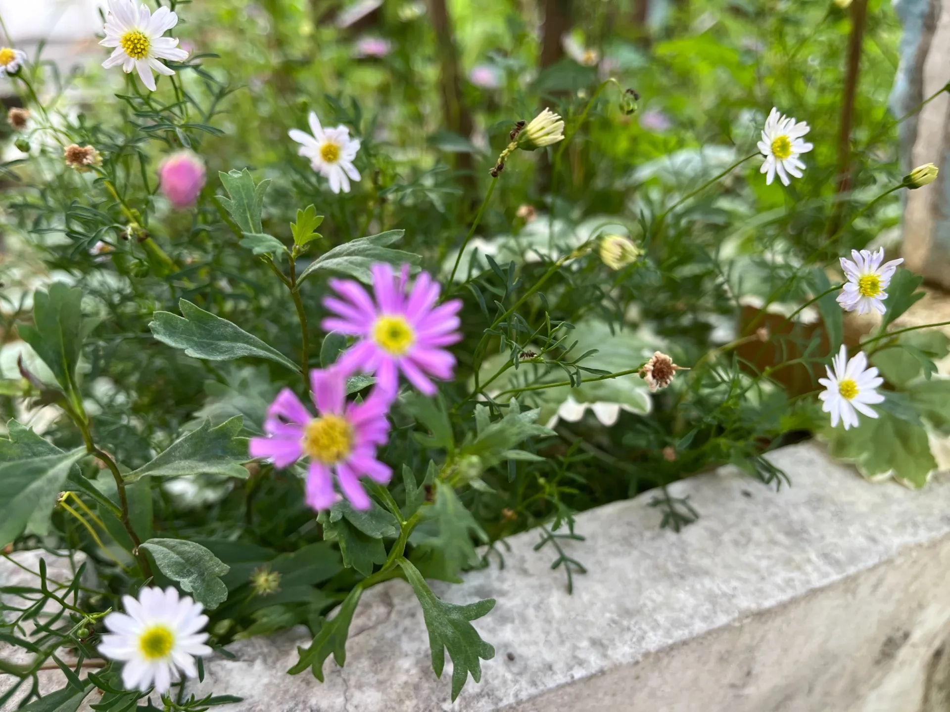 玄関のかわいい花がお出迎え。緑に囲まれた空間で心もリフレッシュ🍀